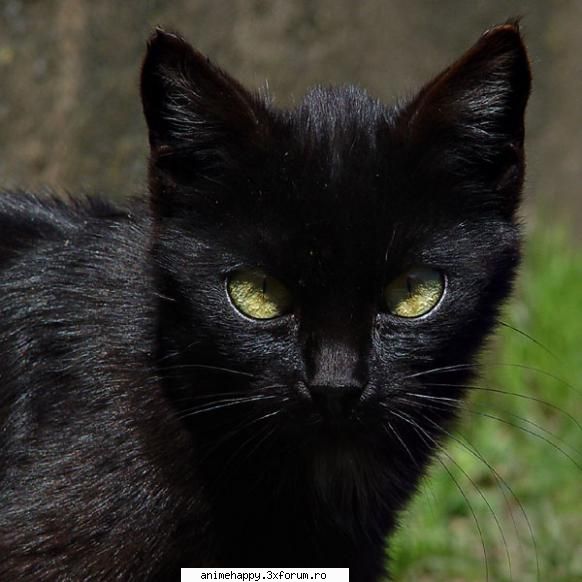 Pisica - ce pisicute frumoase vreau si eu ... dar nu ma - Animale